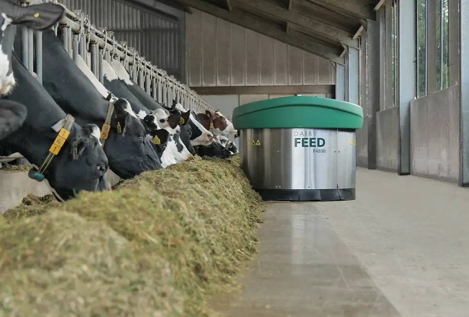 Kühe im Stall beim Fressen mit Futtermaschine