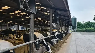 Kühe im Stall ohne Außenwand für frische Luft